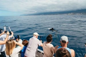 Los Cristianos: Eco-Yacht Whale Watching Cruise with Swim