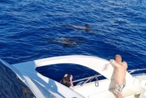 Los Cristianos: Walvistour met eco-jacht en zwemmen