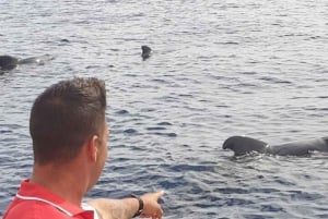 Los Cristianos: Walvistour met eco-jacht en zwemmen