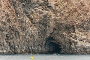 Los Cristianos: Eco-Yacht hvalsafari med svømmetur