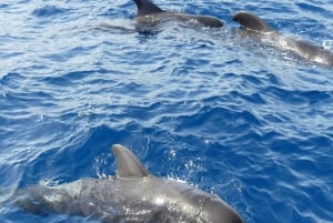 Los Cristianos: Eco-Yacht hvalsafari med svømmetur