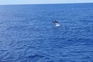 Los Cristianos: Eco-Yacht hvalsafari med svømmetur