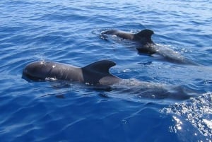 Los Cristianos: Eco-Yacht hvalsafari med svømmetur