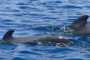 Los Cristianos: Eco-Yacht hvalsafari med svømmetur