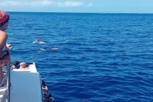 Los Cristianos: Eco-Yacht hvalsafari med svømmetur