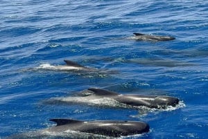 Los Cristianos: Eco-Yacht hvalsafari med svømmetur