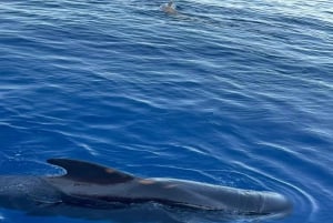 Los Cristianos: Eco-Yacht hvalsafari med svømmetur