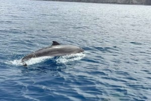 Los Cristianos: Eco-Yacht hvalsafari med svømmetur