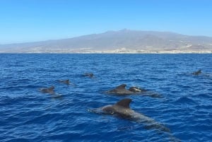 Los Cristianos: Eco Yacht Whale Watching Tour at Sunset