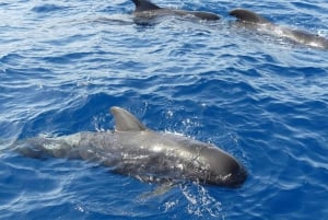 Los Cristianos: Eco Yacht Whale Watching Tour at Sunset