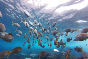 Tenerife: Kayak & Snorkel with Turtles & Dolphins w/Photos