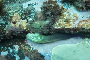 Tenerife: Kayak & Snorkel with Turtles & Dolphins w/Photos