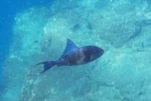 Tenerife: Kayak & Snorkel with Turtles & Dolphins w/Photos