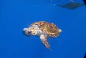 Tenerife: Kayak & Snorkel with Turtles & Dolphins w/Photos