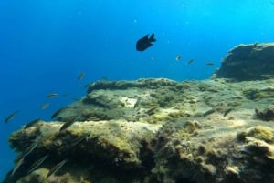 Tenerife: Kayak & Snorkel with Turtles & Dolphins w/Photos