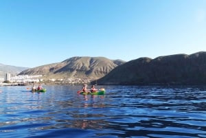 Tenerife: Kayak & Snorkel with Turtles & Dolphins w/Photos
