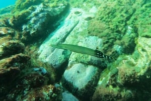 Tenerife: Kayak & Snorkel with Turtles & Dolphins w/Photos