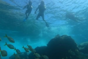 Tenerife: Kayak & Snorkel with Turtles & Dolphins w/Photos