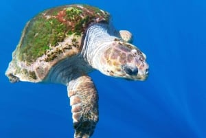 Tenerife: Kayak & Snorkel with Turtles & Dolphins w/Photos