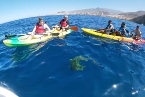 Tenerife: Kayak & Snorkel with Turtles & Dolphins w/Photos