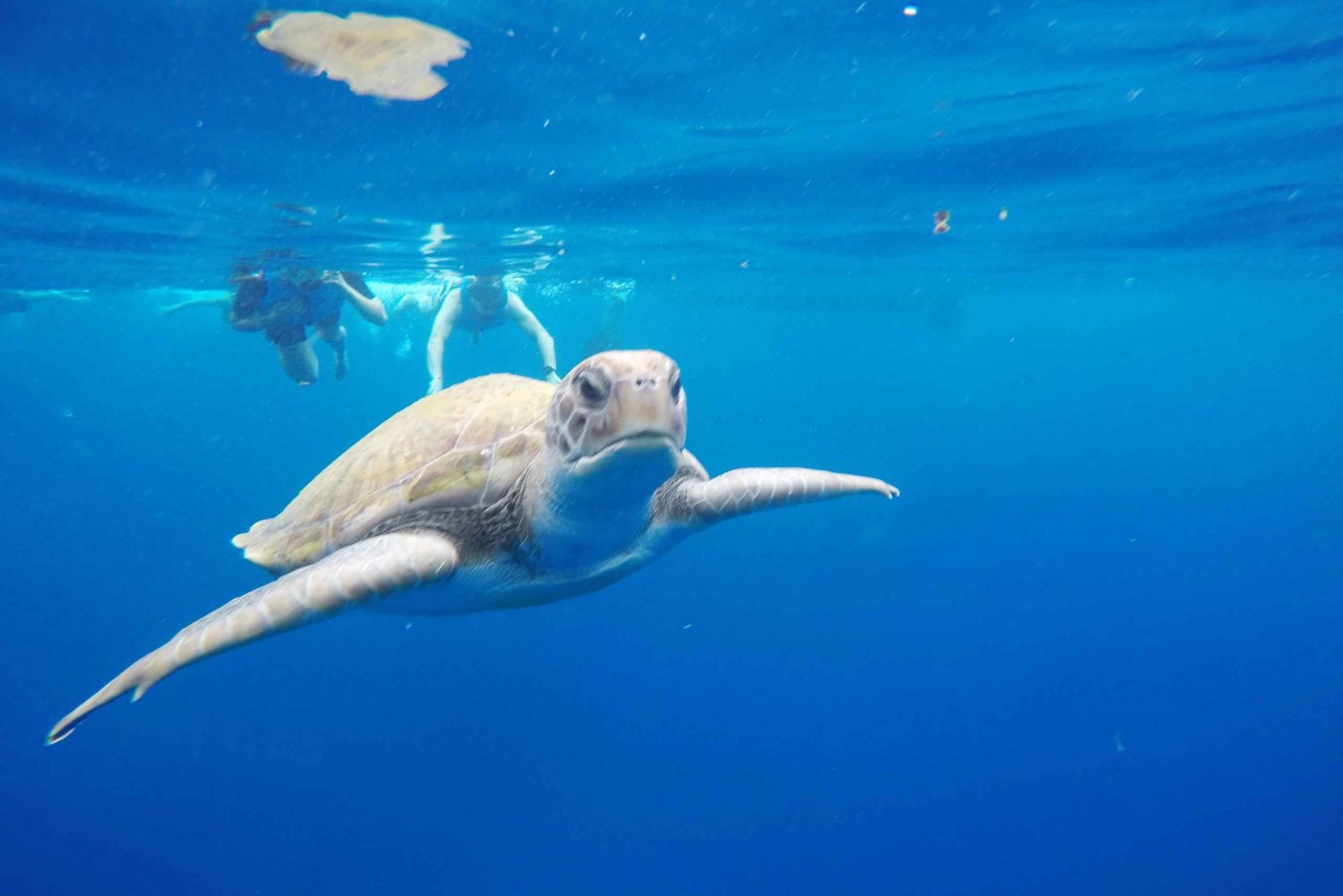 Los Cristianos: Kayak y snorkel con tortugas