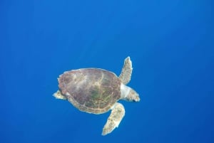 Los Cristianos: Kayak and Snorkel with Turtles and Photos