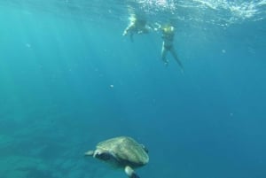 Los Cristianos: Kayak and Snorkel with Turtles