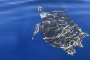 Los Cristianos: Kajak- og snorkeltur med skildpadder og fotos inkluderet