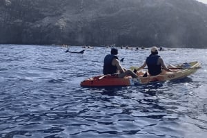 Los Cristianos: Kajak- og snorkeltur med skildpadder og fotos inkluderet