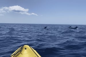 Los Cristianos: Kajak- og snorkeltur med skildpadder og fotos inkluderet