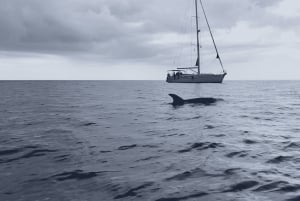 Los Cristianos: Kajak- og snorkeltur med skildpadder og fotos inkluderet