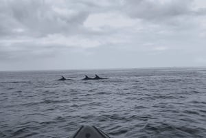 Los Cristianos: Kajak- og snorkeltur med skildpadder og fotos inkluderet