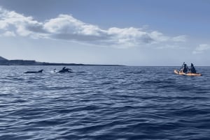 Los Cristianos: Kajak- og snorkeltur med skildpadder og fotos inkluderet