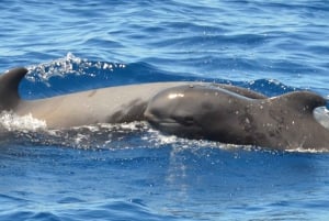 Los Cristianos: No-Chase Whale and Dolphin Cruise