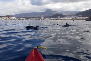 Los Cristianos: Small Group Kayaking Tour with Snorkeling