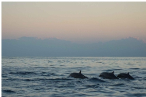 Los Cristianos : Sunset Kayak Safari with Cave & Wildlife