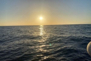 Los Cristianos: Sunset tour ecoyacht whales watching