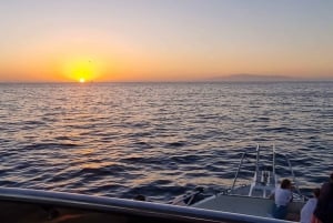 Los Cristianos: Sunset tour ecoyacht whales watching