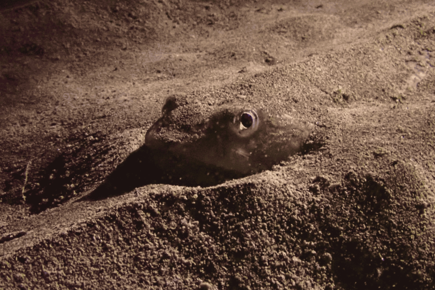 Лос Кристианос: попробуйте дайвинг для начинающих