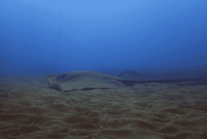 Лос Кристианос: попробуйте дайвинг для начинающих