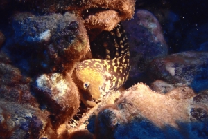 Лос Кристианос: попробуйте дайвинг для начинающих