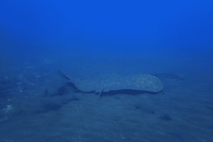 Лос Кристианос: попробуйте дайвинг для начинающих