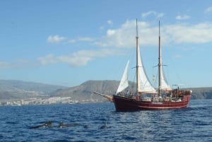 Los Cristianos: Whale-Watching Sailboat Tour and Soft Drinks