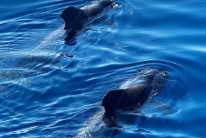 Los Cristianos: Whale Watching Cruise w/Swim Stop & Drinks