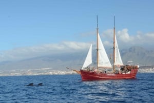 Los Cristianos: Whale-Watching Sailboat Tour 3 hrs and food.