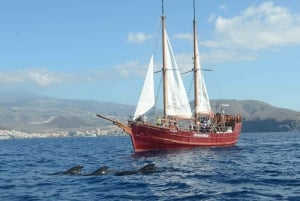 Los Cristianos: Whale-Watching Sailboat Tour 3 hrs and food.