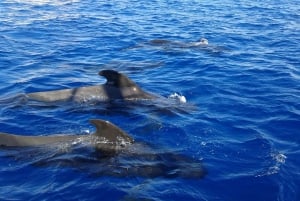 Los Cristianos: Whale-Watching Sailboat Tour 3 hrs and food.