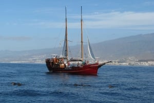 Los Cristianos: Whale-Watching Sailboat Tour 3 hrs and food.