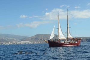 Los Cristianos: Whale-Watching Sailboat Tour 3 hrs and food.