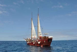 Los Cristianos: Whale-Watching Sailboat Tour 3 hrs and food.